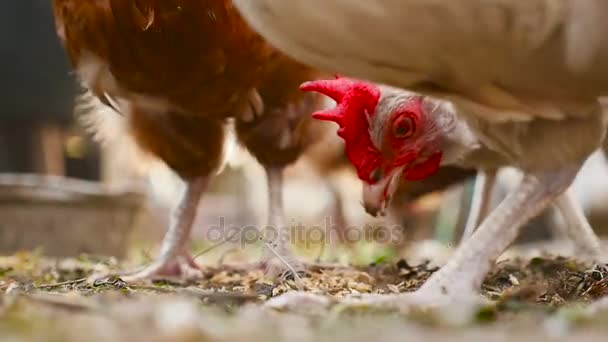 Primer plano de pollo — Vídeo de stock