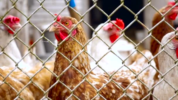 Mögött a neten, a gazdaságban a csirkék — Stock videók
