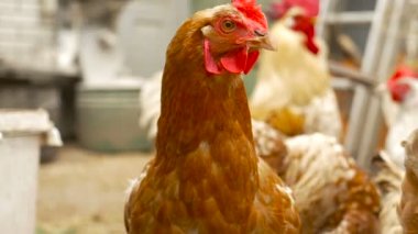 Tavuk çiftliği de buğday yemek