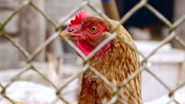 Close-up of chicken — Stock Video