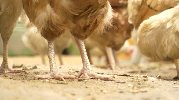 Close-up de patas de frango — Vídeo de Stock