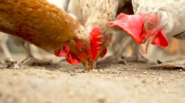 Tavuklara yaklaşın.