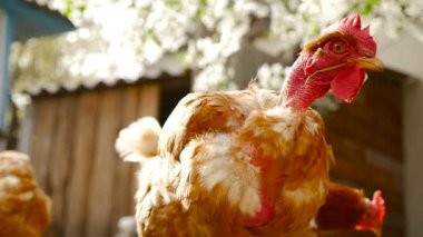 Komik tavuk çim yeme