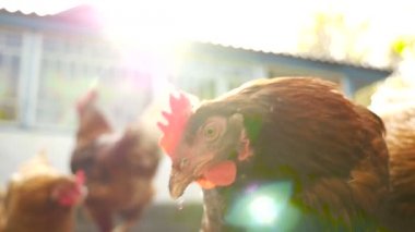 Tavuk close-up. Ağır çekim