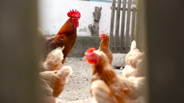 Chickens peck grain behind the fence. — Stock Video