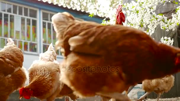 Les poulets picorent le grain . — Video