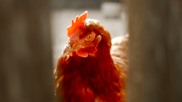 Close-up of chicken — Stock Video