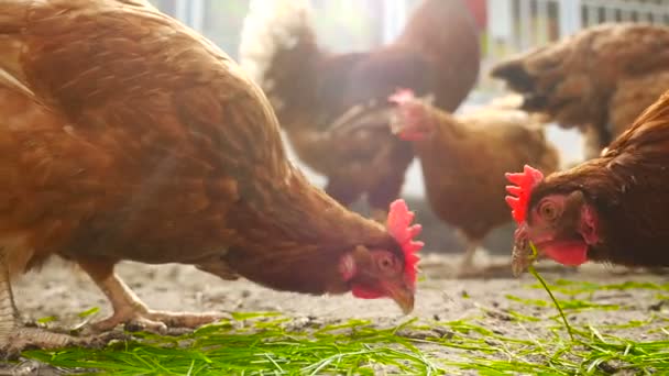 Beautiful chicken eat grass and grain — Stock Video