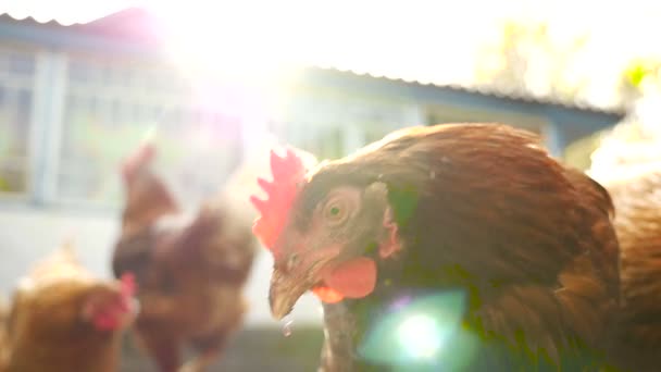 Primer plano del pollo. Movimiento lento — Vídeo de stock