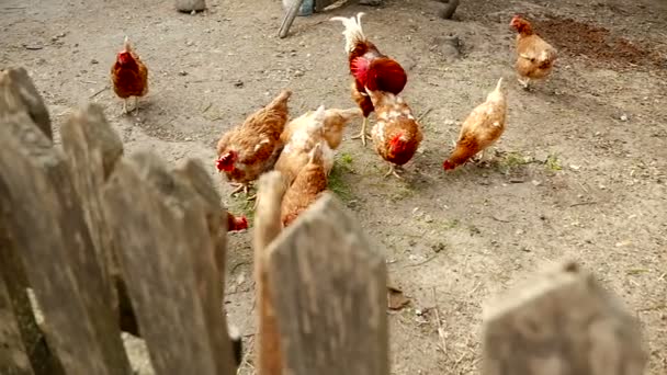 Pollos en el patio. Cámara en movimiento — Vídeos de Stock