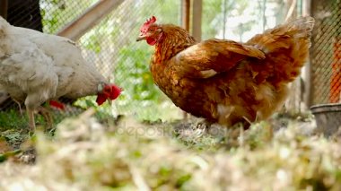 Dünya tavuk kesintiler