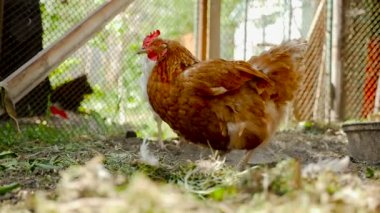 Tavuğu dünya kürek. Ağır çekim