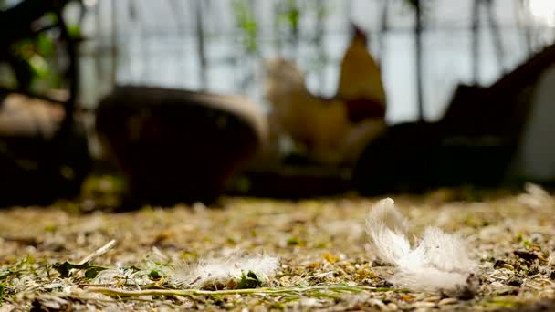 Primer plano de una pluma de pollo — Vídeo de stock