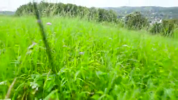 A câmera subjetiva se move através do campo com grama e flores — Vídeo de Stock