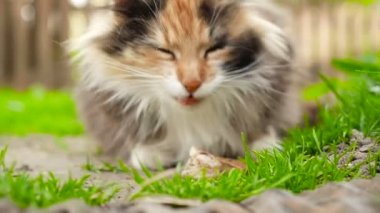 Renkli noktalar Hd yeme ile güzel kedi