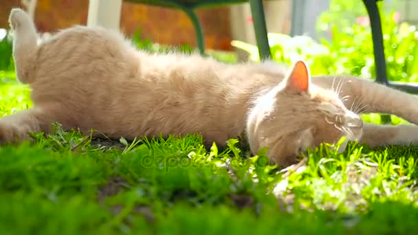 在绿色的草坪上高清的姜猫 — 图库视频影像