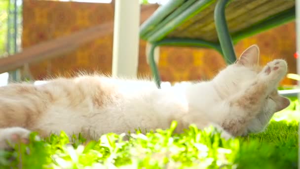 En ingefära katt på en grön gräsmatta Hd — Stockvideo