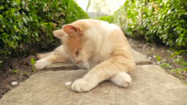 Zencefil kedi Bahçe HD