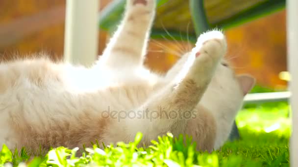 Un gato de jengibre en un césped verde HD — Vídeos de Stock
