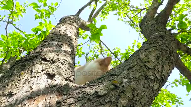 Un gato de jengibre en el árbol HD — Vídeos de Stock