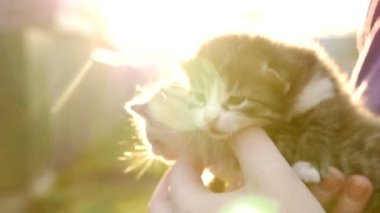 İki küçük güzel yavru kedi Hd