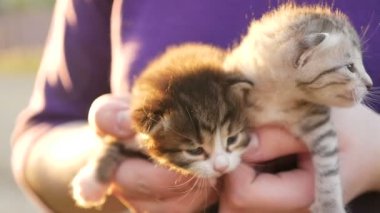 İki küçük güzel yavru kedi Hd