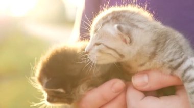 İki küçük güzel yavru kedi Hd