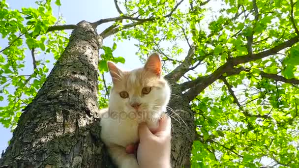 Un gatto rossiccio nell'albero HD — Video Stock