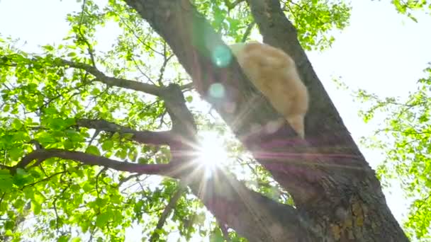 A ginger cat in the tree HD — Stock Video