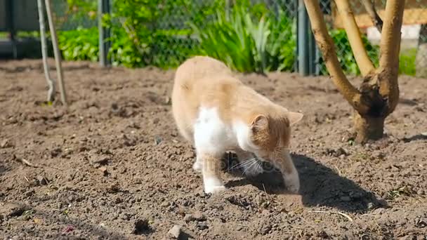 Un gato jengibre en un jardín HD — Vídeo de stock