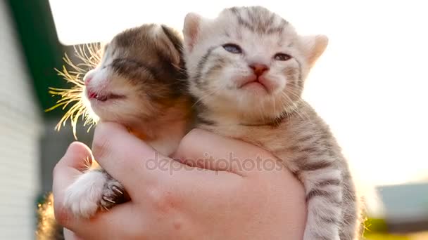 两个小小好小猫高清 — 图库视频影像