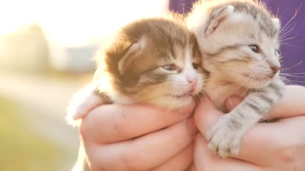 Dois pequenos gatinhos agradáveis HD — Vídeo de Stock