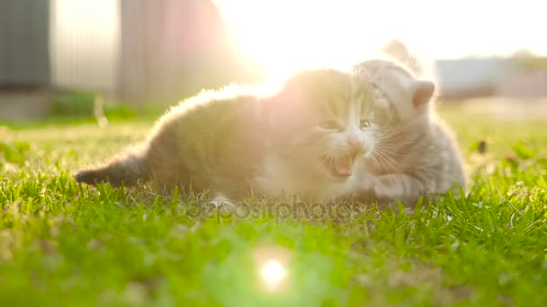 Dois pequenos gatinhos agradáveis HD — Vídeo de Stock