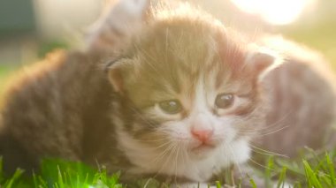 İki küçük güzel yavru kedi Hd