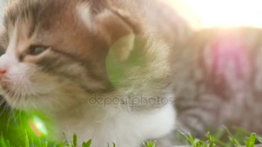 İki küçük güzel yavru kedi Hd