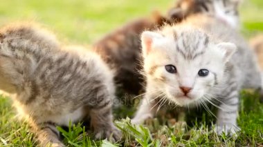 Grup yeşil çimenlerin Hd üzerinde küçük kedi yavrusu
