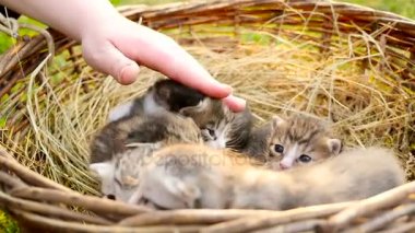 Hd sepetteki küçük yavru kedi