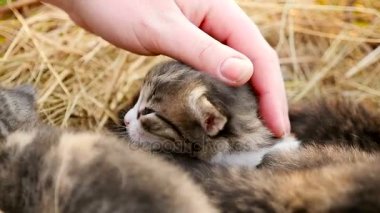 Hd sepetteki küçük yavru kedi