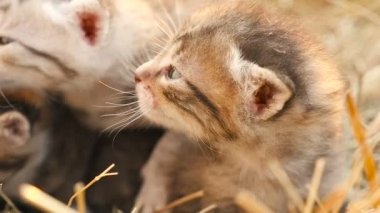 Hd sepetteki küçük yavru kedi