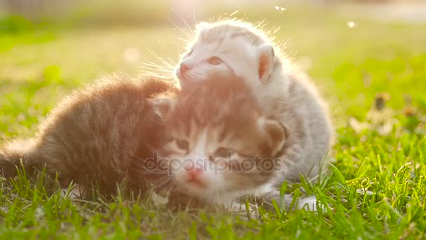 İki küçük güzel yavru kedi Hd — Stok video