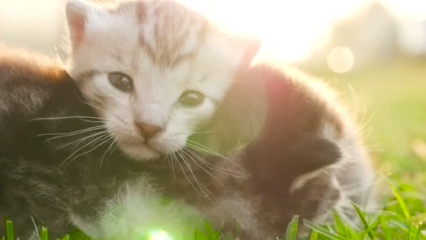 Два крошечных симпатичных котенка — стоковое видео