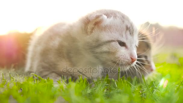 Deux minuscules beaux chatons HD 