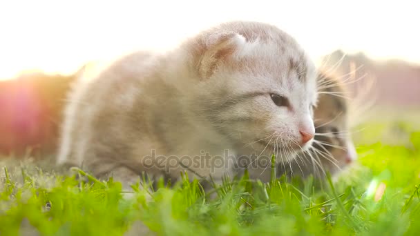 Dois pequenos gatinhos agradáveis HD — Vídeo de Stock