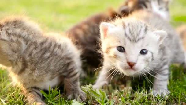 Gruppe kleiner Kätzchen auf einem grünen Gras hd — Stockvideo
