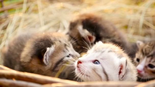 Pequeños gatitos en una cesta HD — Vídeo de stock