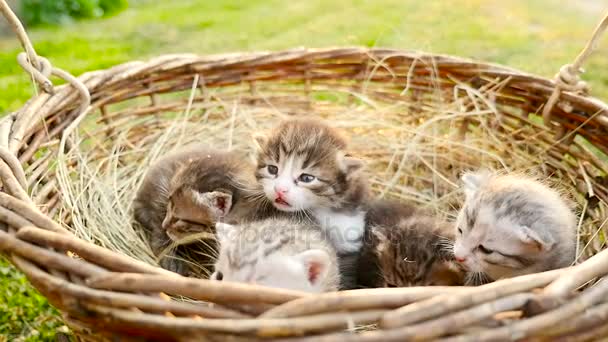 Gatinhos minúsculos em uma cesta HD — Vídeo de Stock