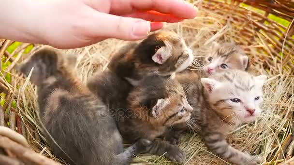 Pequeños gatitos en una cesta HD — Vídeo de stock