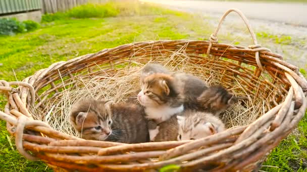Pequeños gatitos en una cesta HD — Vídeos de Stock