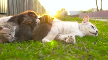 Anne kedi yavru kedi 4 k besleme