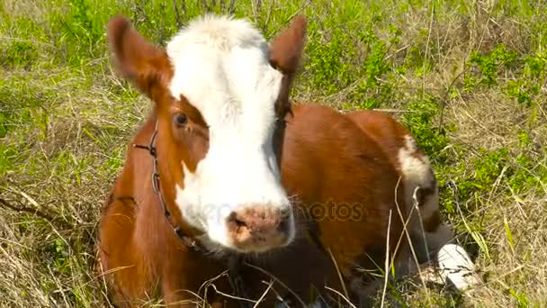 Beautiful calf lies on the grass — Stock Video